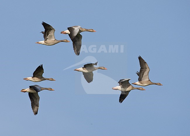 Groep Grauwe Ganzen vliegend in blauwe lucht; Flock of Greylag Goose flying in blue sky stock-image by Agami/Ran Schols,