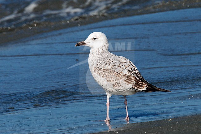 Onvolwassen Pontische Meeuw op het Katwijkse strand; Caspian Gull (Larus cachinnans) standing on a Dutch beach stock-image by Agami/Arnold Meijer,