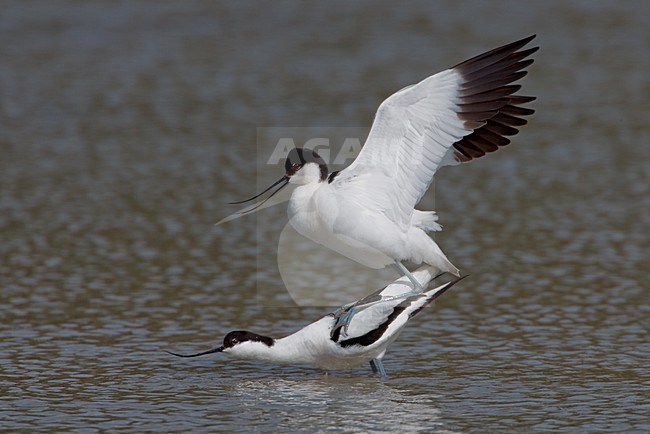 Parende Kluten; Pied Avocets mating stock-image by Agami/Daniele Occhiato,