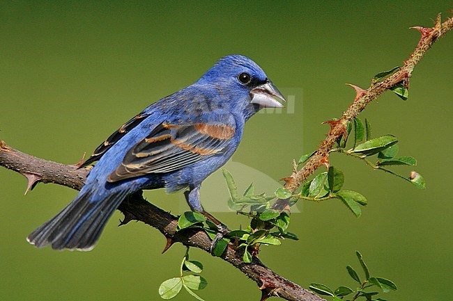 Adult male breeding
Galveston Co., TX
April 2008 stock-image by Agami/Brian E Small,