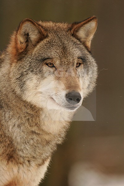 Europese Wolf close-up; European Wolf close up stock-image by Agami/Menno van Duijn,