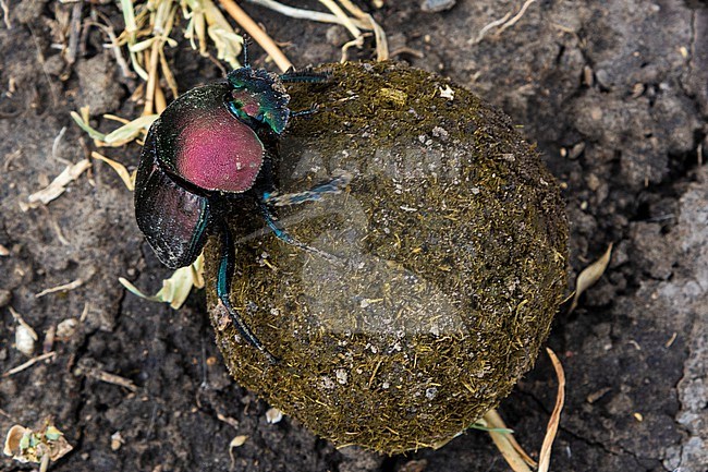 A dung beetle, Scarabaeidae, rolling dung. Ndutu, Ngorongoro Conservation Area, Tanzania. stock-image by Agami/Sergio Pitamitz,