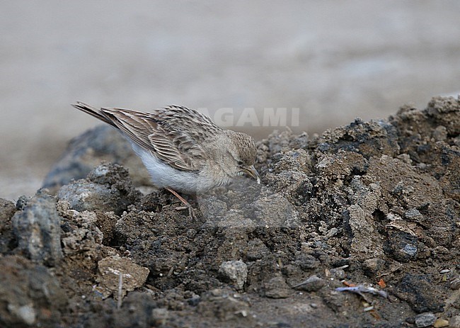 Hume's short-toed lark (Calandrella acutirostris) at Tso Kar, India. stock-image by Agami/James Eaton,