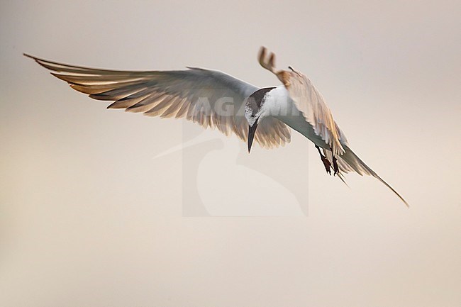 Common Tern (Sterna hirundo) on the Azores. Hovering and looking for prey to catch. stock-image by Agami/Daniele Occhiato,