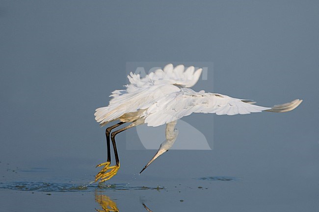 Kleine Zilverreiger foeragerend in de vlucht; Little Egret foraging in flight stock-image by Agami/Daniele Occhiato,
