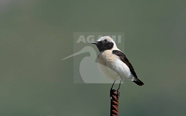 Eastern Black-eared Wheatear, Oenanthe hispanica melanoleuca (adult male), Lesvos, Greece stock-image by Agami/Helge Sorensen,