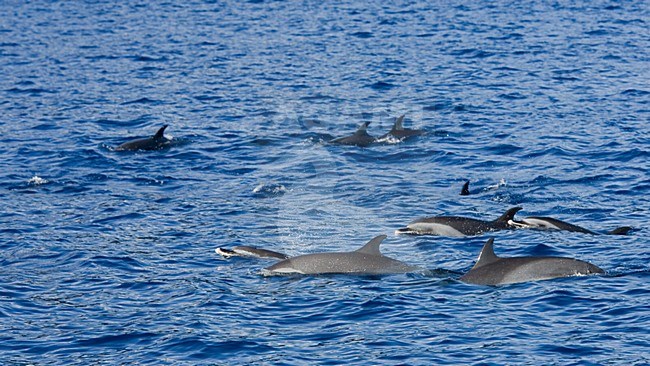 Een groep Pantropische gevlekte dolfijnen, A group of Pantropical spotted dolphins stock-image by Agami/Menno van Duijn,