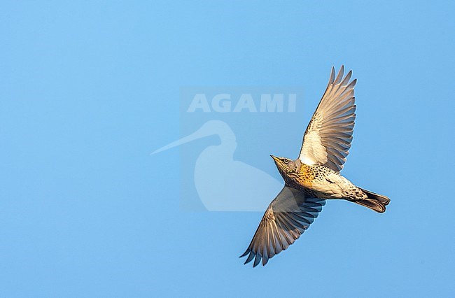 Fieldfare (Turdus pilaris) during autumn migration on Wadden island Vlieland in the Netherlands. stock-image by Agami/Marc Guyt,
