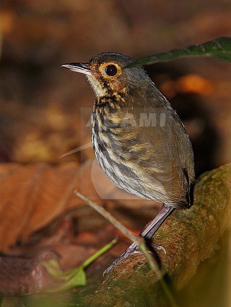 Spectacled Antpitta, Hylopezus perspicillatus stock-image by Agami/Greg & Yvonne Dean,