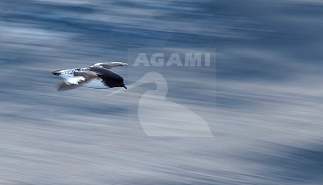 Cape Petrel (Daption capense australe) in flight with slow shutterspeed over southern ocean between subantarctic islands of New Zealand. stock-image by Agami/Marc Guyt,