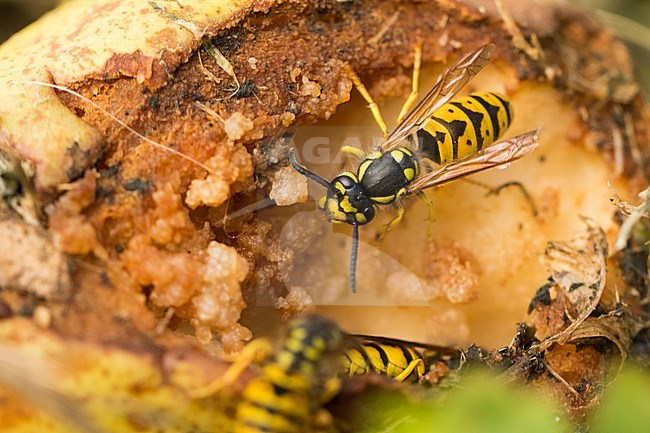 Vespula germanica - European wasp - Deutsche Wespe, Germany (Baden-Württemberg), imago stock-image by Agami/Ralph Martin,