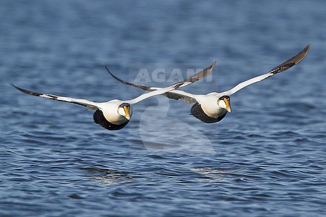 Common Eider (Somateria mollissima) flying in Churchill, Manitoba, Canada. stock-image by Agami/Glenn Bartley,