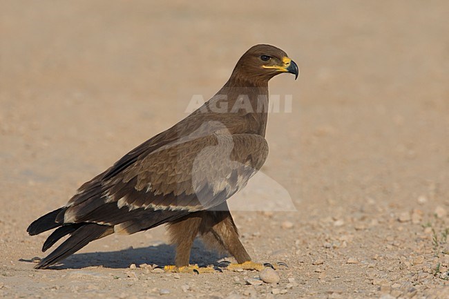 Juveniel Steppearend op de grond; Juvenile Steppe Eagle on the ground stock-image by Agami/Daniele Occhiato,