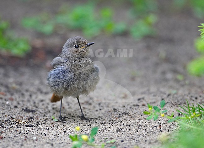 Black Redstart female perched on the ground; Zwarte Roodstaart vrouw zittend op de grond stock-image by Agami/Markus Varesvuo,