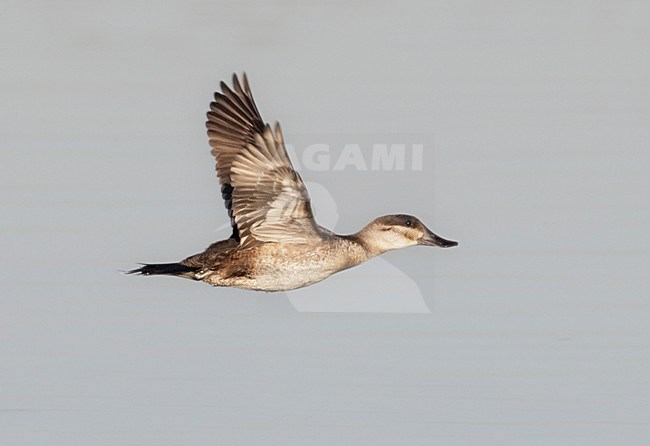 Vliegend vrouwtje Rosse Stekelstaart; Flying female Ruddy Duck (Oxyura jamaicensis) stock-image by Agami/Mike Danzenbaker,