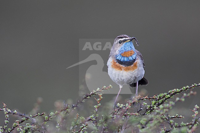 Bluethroat - Blaukehlchen - Cyanecula svecica ssp. saturatior, Kyrgyzstan, adult male stock-image by Agami/Ralph Martin,