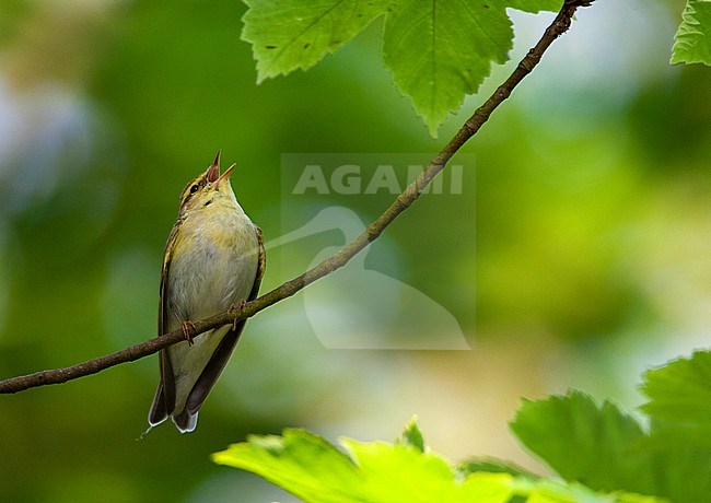 Wood Warbler (Phylloscopus sibilatrix) in forest in the Netherlands. stock-image by Agami/Marc Guyt,