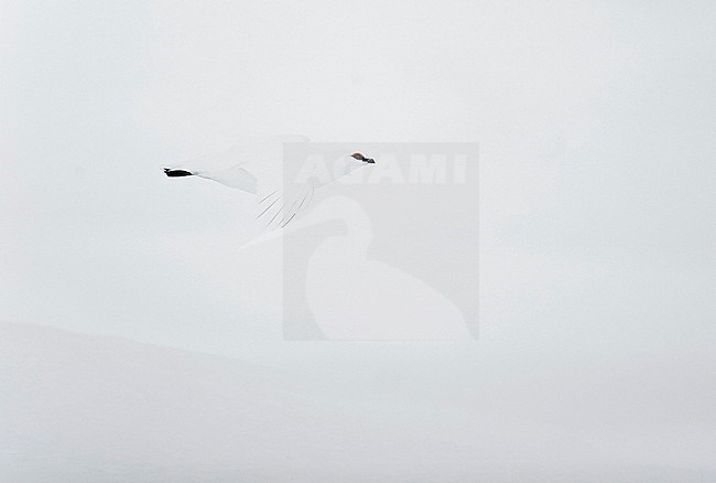 Ptarmigan male (Lagopus mutus) Utsjoki Finland February 2019 stock-image by Agami/Markus Varesvuo,