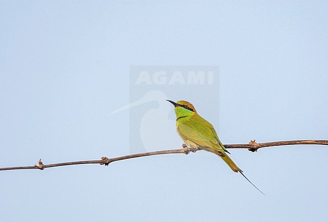 Little Green Bee-eater (Merops orientalis orientalis) perched on a horizontal branch. stock-image by Agami/Marc Guyt,