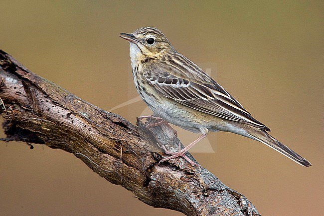 Tree Pipit (Anthus trivialis) sitting on a branch, quietly singing. stock-image by Agami/Daniele Occhiato,