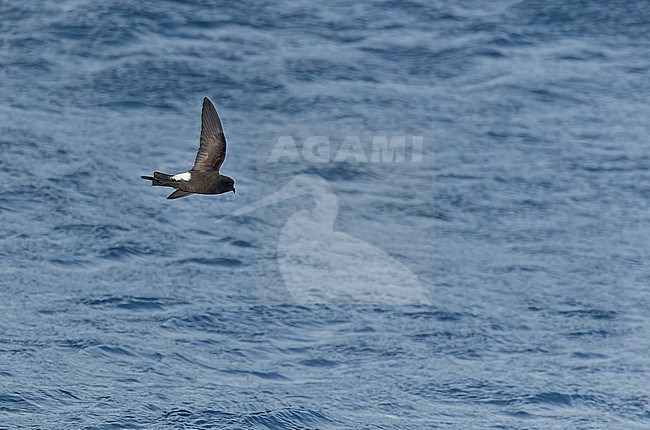 Fuegian Storm Petrel (Oceanites (oceanicus) chilensis) in southern Argentina. stock-image by Agami/Martijn Verdoes,