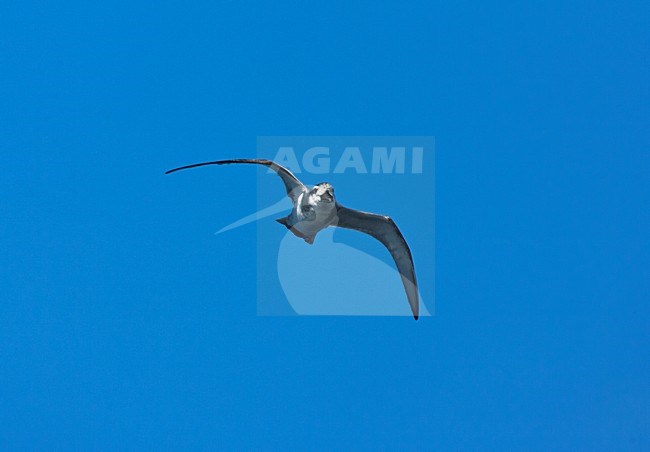 Breedbekprion vliegend; Broad-billed Prion flying stock-image by Agami/Marc Guyt,