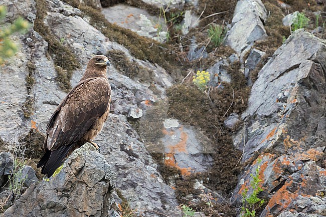 Steppe Eagle - Steppenadler - Aquila nipalensis, Russia (Baikal), adult stock-image by Agami/Ralph Martin,