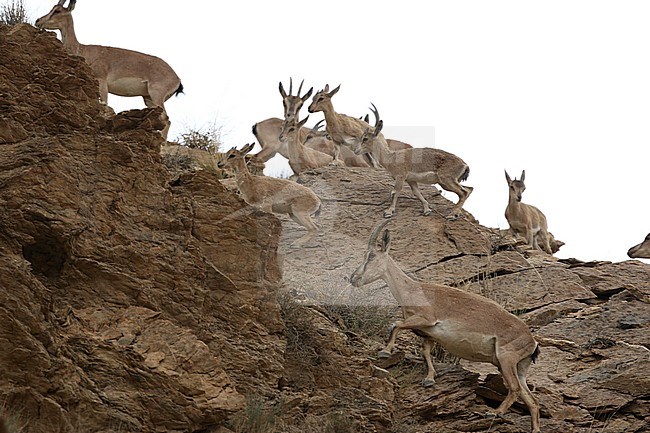 Wild Goat, Capra aegagrus stock-image by Agami/James Eaton,