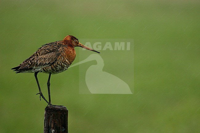 Grutto zittend op paal; Black-tailed Godwit standing on pole stock-image by Agami/Kristin Wilmers,