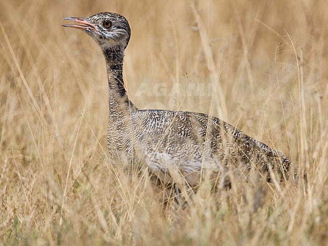 Vrouwtje Botswanatrap, Female White-quilled Bustard stock-image by Agami/Wil Leurs,