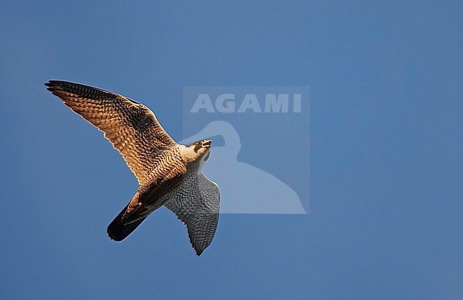 Peregrine (Falco peregrinus) Vaala Finland July 2017 stock-image by Agami/Markus Varesvuo,