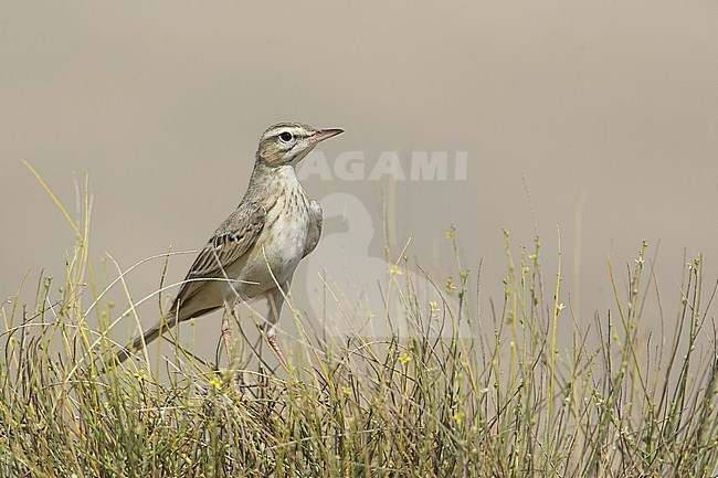 Tawny pipit (Anthus campestris) Sultanate of Oman November 2004 stock-image by Agami/Markus Varesvuo,