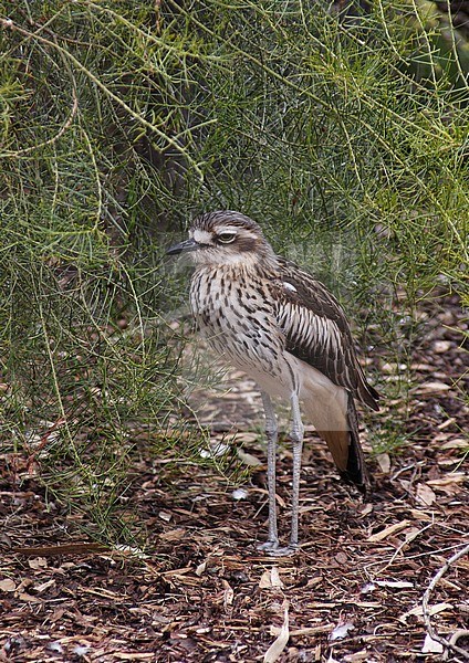 Bush Stone-Curlew (Burhinus grallarius), also known as Bush Thick-knee, a ground-dwelling bird endemic to Australia. Hiding under a bush. stock-image by Agami/Andy & Gill Swash ,