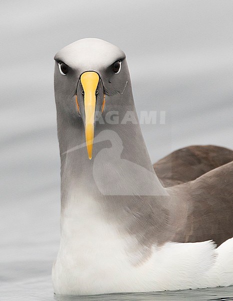 Northern Buller's Albatross (Thalassarche bulleri platei), also known as Pacific Albatross, swimming off Mangere Island, Chatham Islands, New Zealand stock-image by Agami/Marc Guyt,