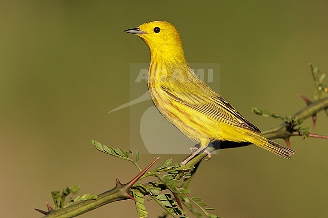 Adult male 
Galveston Co., TX 
April 2011 stock-image by Agami/Brian E Small,