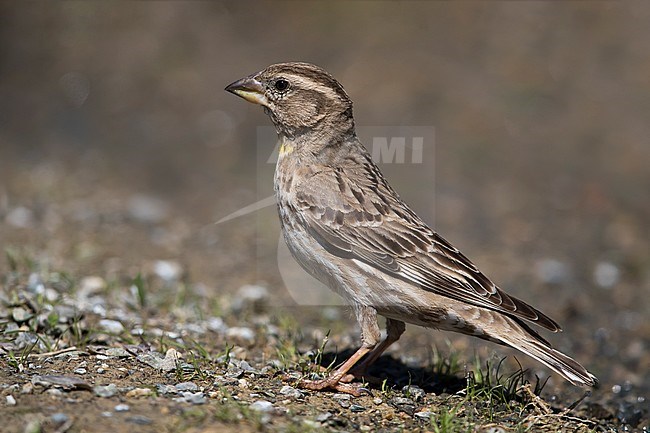 Rotsmus; Rock Sparrow; Petronia petronia intermedia stock-image by Agami/Daniele Occhiato,