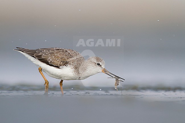 Terek Sandpiper - Terekwasserläufer - Xenus cinereus, Oman, nonbreeding stock-image by Agami/Ralph Martin,