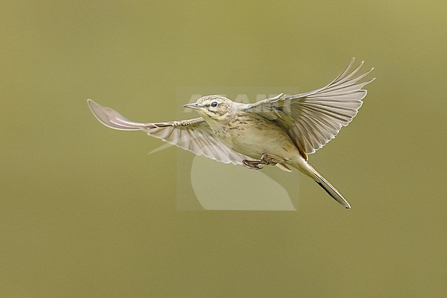 Tawny Pipit, Anthus campestris, in Italy. stock-image by Agami/Daniele Occhiato,