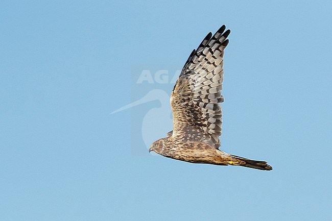 Adult female Northern Harrier (Circus hudsonius) in flight, showing under wing.
Riverside Co., CA
November 2016 stock-image by Agami/Brian E Small,