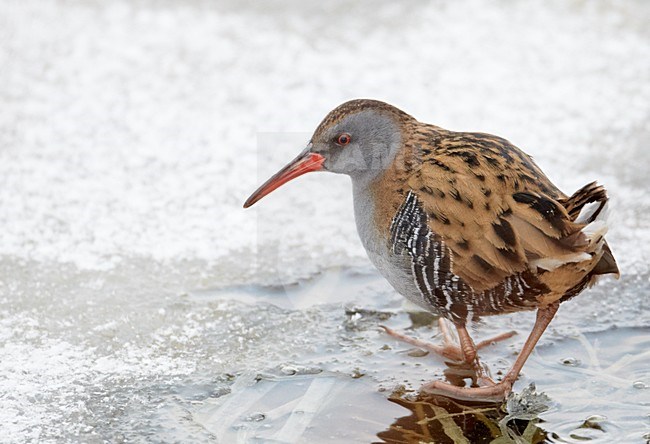 Waterral foeragerend in bevroren sloot; Water Rail foraging on frozen ditch stock-image by Agami/Markus Varesvuo,