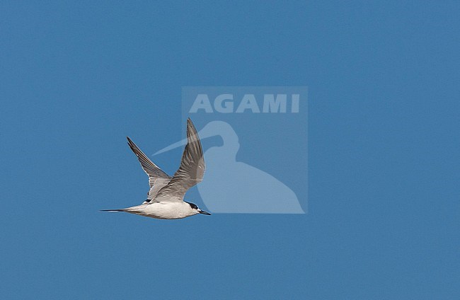 Wintering Common Tern (Sterna hirundo) in South Africa. In flight, showing under and upper wing pattern. stock-image by Agami/Marc Guyt,