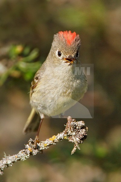 Ruby-crowned Kinglet (Regulus calendula) perched on a branch in Manitoba, Canada. stock-image by Agami/Glenn Bartley,