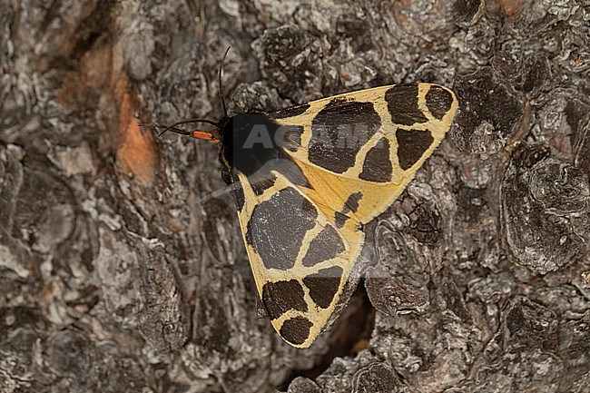 The Yellow Tiger Moth (Actia flavia) is an alpine moth living at the foot of the glacier. It could become a looser of the climate change by melting ice in the Alps  stock-image by Agami/Mathias Putze,