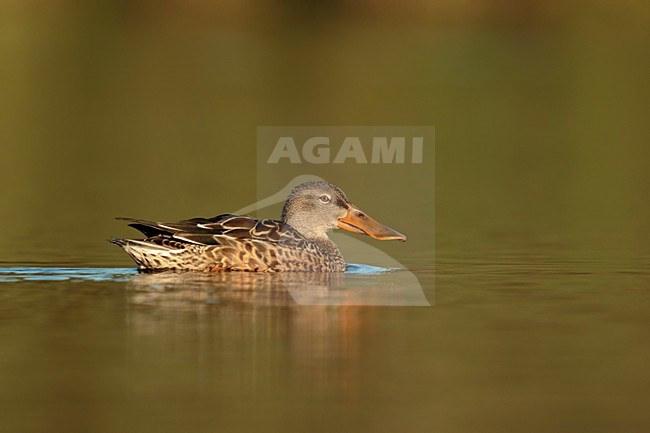 vrouw Slobeend zwemmend; Female Northern Shoveler swimming; stock-image by Agami/Walter Soestbergen,