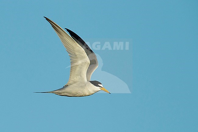 Adult Least Tern (Sternula antillarum) in summer plumage flying against blue sky in Galveston County, Texas, USA. stock-image by Agami/Brian E Small,