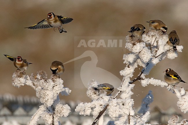 Putter foeragerend op zaden, Goldfinch foraging on seeds stock-image by Agami/Harvey van Diek,