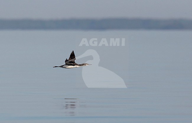 Parelduiker in vlucht; Black-throated Diver (Gavia arctica) in flight stock-image by Agami/Tomi Muukkonen,