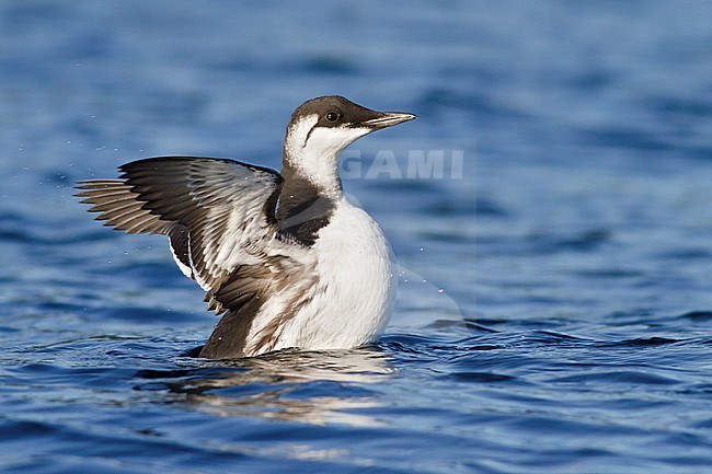 Common Murre (Uria aalge) swimming on the ocean near Victoria, BC, Canada. stock-image by Agami/Glenn Bartley,