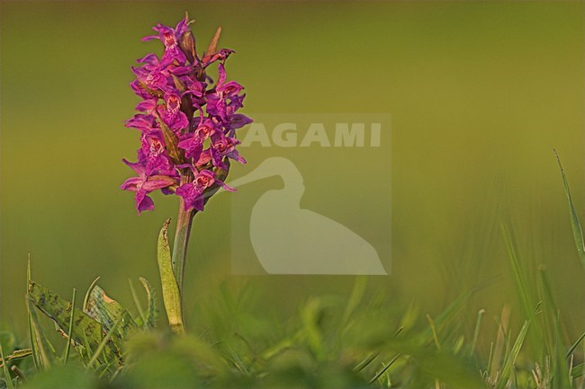 Gevlekte Rietorchis; Western Marsh Orchid stock-image by Agami/Menno van Duijn,