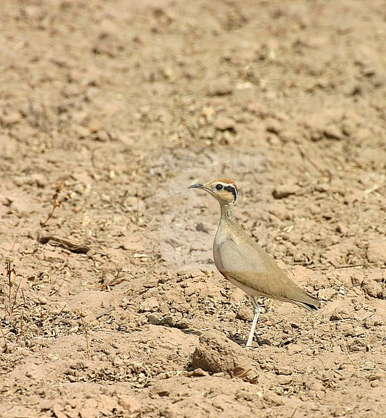 Temminck's Courser, Cursorius temminckii temminckii stock-image by Agami/Edwin Winkel,